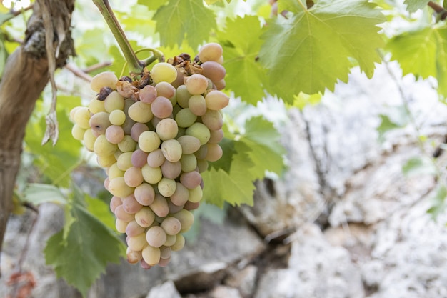 Grappe de raisins blancs accrochée à la vigne