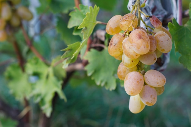 Grappe de raisins blancs mûrs sur un buisson dans la journée ensoleillée faible profondeur de champ