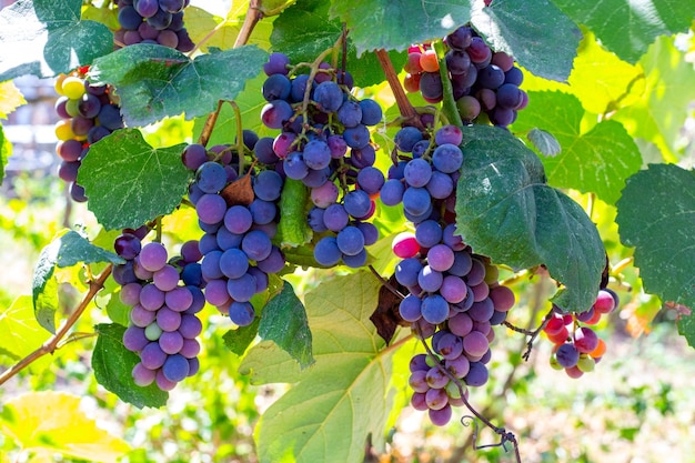 Une grappe de raisins mûrs bleus sur une vigne dans un vignoble Récolter les raisins en automne