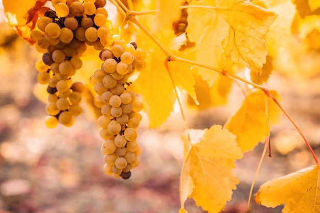 Grappe de raisins mûrs parmi les feuilles de vigne au vignoble au soleil chaud du coucher du soleil Belles grappes de raisins mûrissants Vinification et jardinage de fruits biologiques Gros plan Mise au point sélective