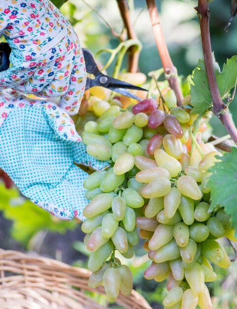 Grappe de raisins noirs coupés de la vigne dans le vignoble