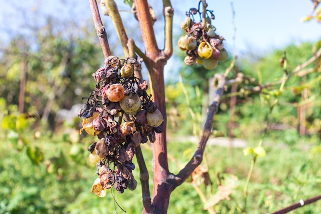 Une grappe de raisins pourris secs. La guêpe se repose sur des raisins