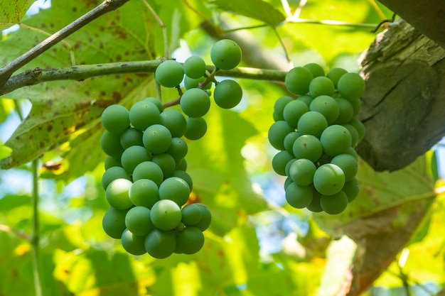 Grappe de raisins verts frais sur la vigne avec des feuilles vertes dans le vignoble. Fruit