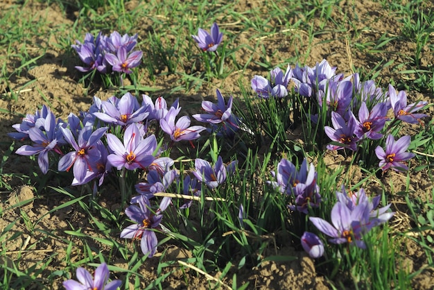 Une grappe de tulipes au safran