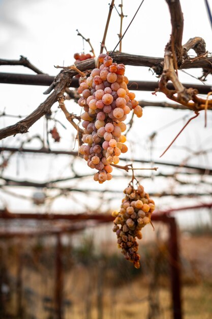 Grappe de vieux raisins dans le vignoble