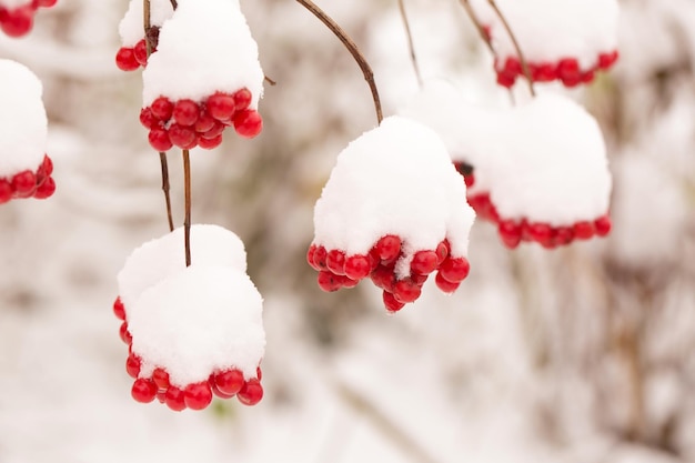 Des grappes de baies juteuses saupoudrées de neige