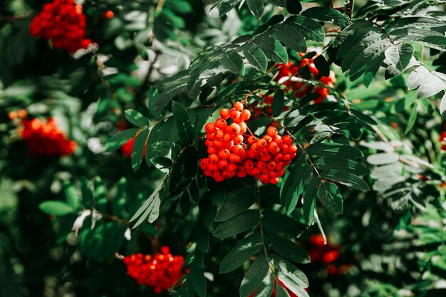 Des grappes de baies de sorbier rouge parmi les feuilles vertes. Véritable fond naturel