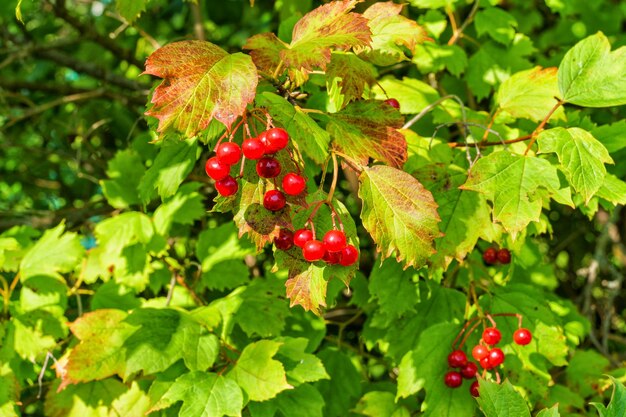 Photo des grappes de baies de viburnum sur un buisson dans le jardin d'une maison de campagne