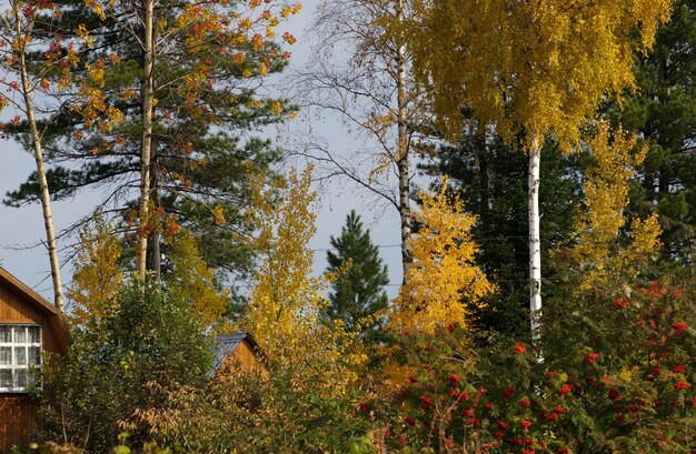 Grappes de cendres de montagne et d'arbres d'automne dans le village de campagne Sibérie occidentale Russie