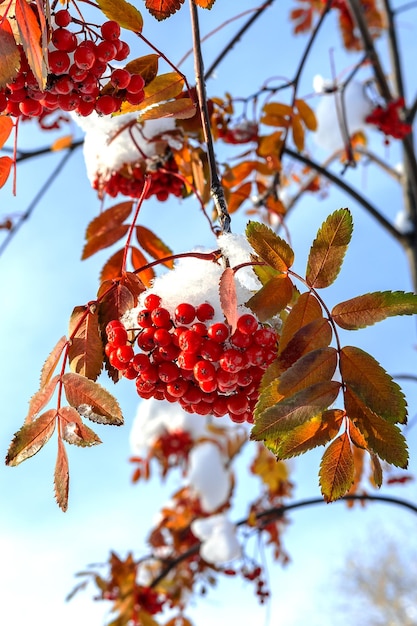 Des grappes de cendres rouges de montagne couvertes de la première neige Motif naturel et beauté de la nature sauvage