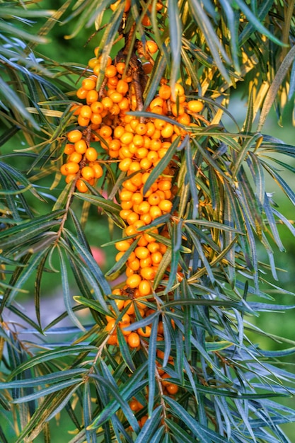 Photo des grappes d'épines jaunes sur un arbre dans un jardin