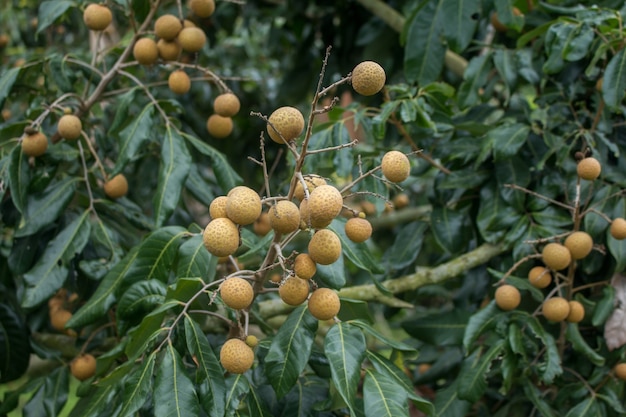 Grappes de fruits longanes