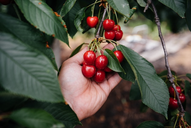 Grappes mûres de cerises rouges sur les branches d'un arbre