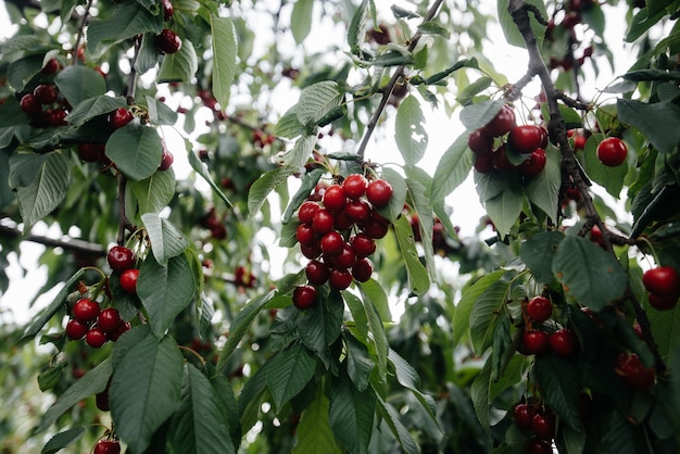 Grappes mûres de cerises rouges sur les branches d'un arbre