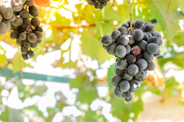 Grappes mûres de raisins noirs sur la vigne à l'extérieur. Vendanges d'automne dans le vignoble pour la vinification.