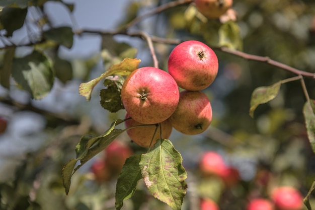 Des grappes de pommes mûres sur une branche d'un pommier, brillamment éclairé par le soleil. Notion de récolte