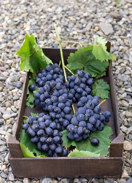 Grappes de raisin bleu dans une boîte en bois dans le jardin