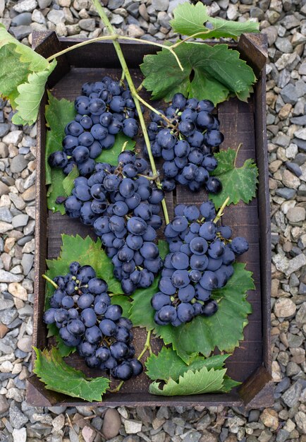 Grappes de raisin bleu dans une boîte en bois dans le jardin