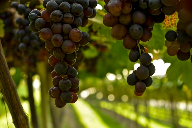 Grappes de raisin dans le vignoble prêtes à être récoltées.