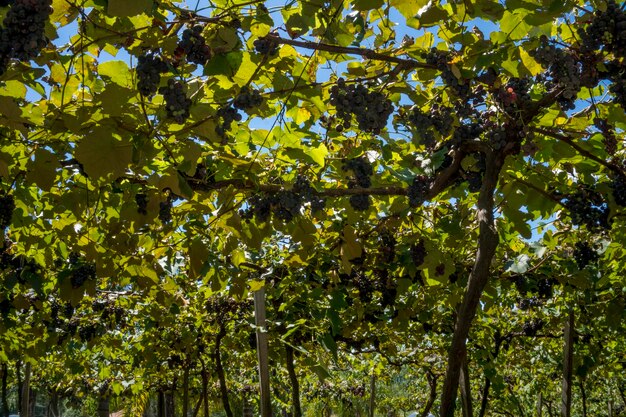 Grappes de raisin dans le vignoble prêtes à être récoltées.