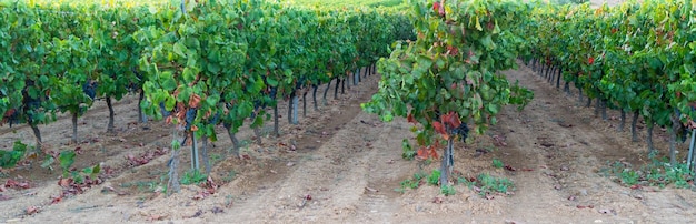 Grappes de raisin mûres et luxuriantes sur la vigne