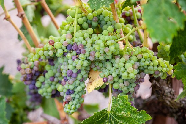 Grappes de raisin mûrissant au soleil