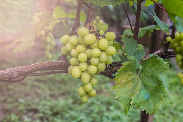 Grappes de raisins blancs sur la vigne dans le jardin. Raisins juteux mûrs frais se bouchent, moment de la récolte