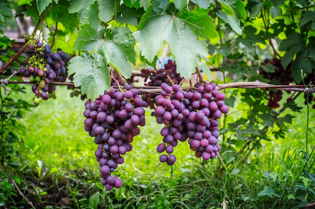 Grappes de raisins blancs et violets sur la vigne dans le jardin. Raisins juteux mûrs frais se bouchent