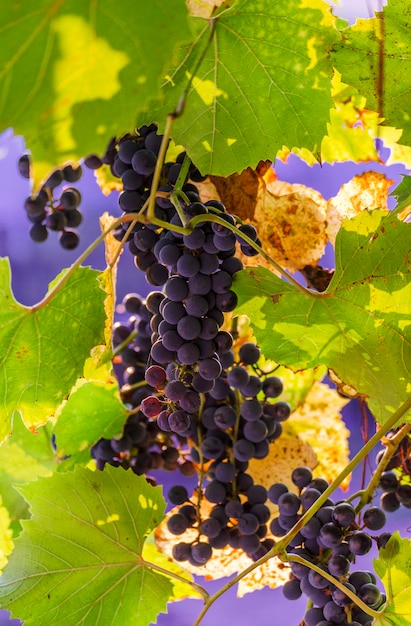 Grappes de raisins bleus sur la vigne