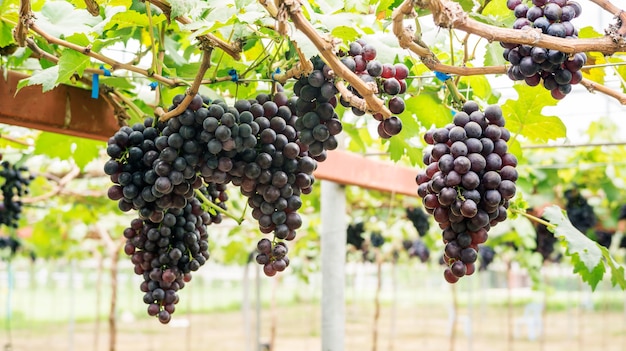 Des grappes de raisins mûrs dans un vignoble.
