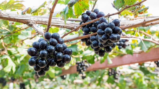 Grappes de raisins mûrs dans un vignoble.