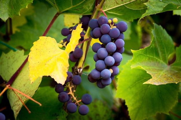 Grappes de raisins mûrs sur la vigne