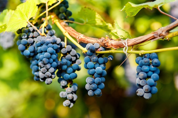 Grappes de raisins noirs accrochés à une vigne pendant le soleil de la journée