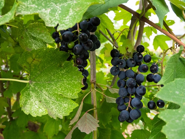 grappes de raisins noirs sur une branche