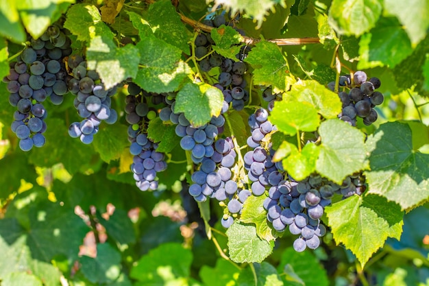Des grappes de raisins noirs pendent de la vigne par une journée ensoleillée Récolter des raisins dans le jardin