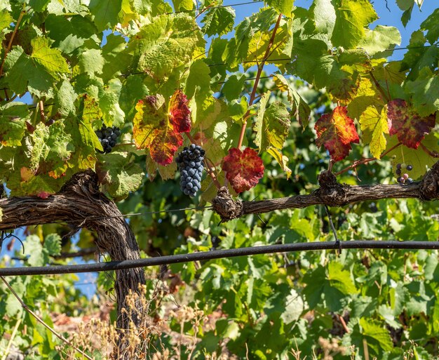 Des grappes de raisins noirs ou rouges pour la ligne de production de vin de port les coteaux de la vallée du Douro au Portugal