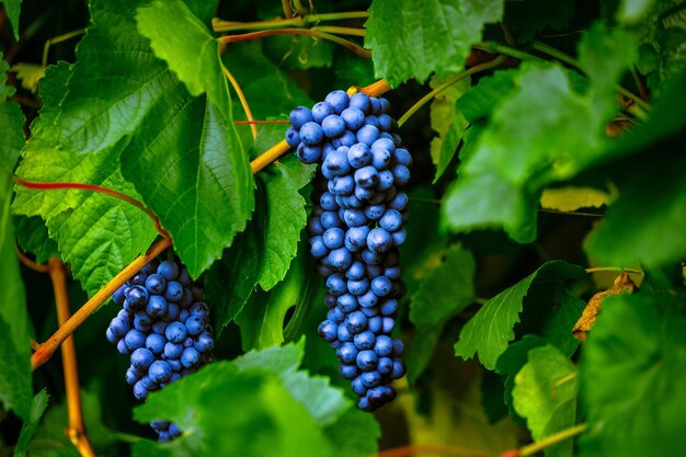 Des Grappes De Raisins Noirs S'accrochent à Un Arbuste Au Feuillage Vert Produit Naturel Pour La Fabrication Du Vin