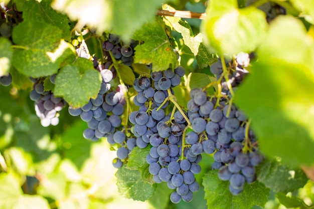 Grappes de raisins noirs sur la vigne Récolte des raisins dans le vignoble