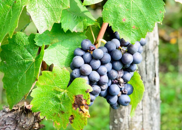 Grappes de raisins noirs sur les vignes