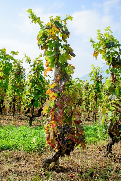 Grappes de raisins noirs sur les vignes