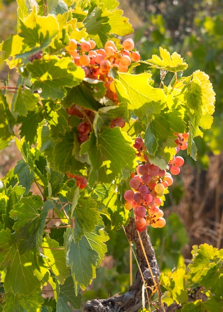 Des grappes de raisins rouges mûrissent sous le doux soleil d'été sur l'île grecque de Grèce