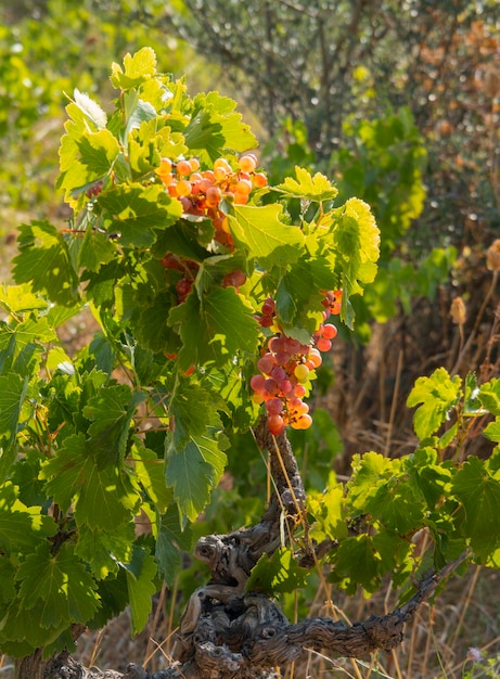 Des grappes de raisins rouges mûrissent sous le doux soleil d'été sur l'île grecque de Grèce