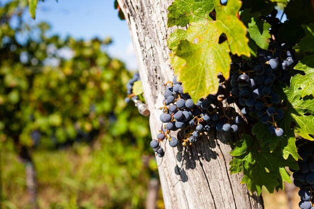 Des grappes de raisins rouges sur la vigne