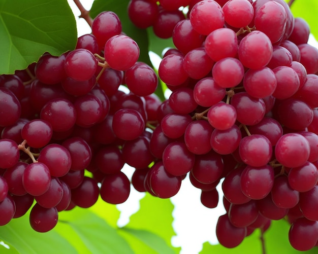 grappes de raisins rouges