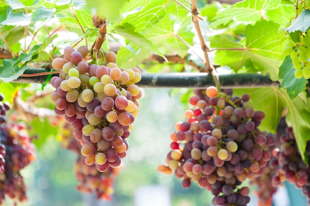 Grappes de raisins suspendus sur la vigne avec des feuilles vertes dans le jardin