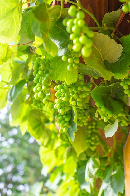 Grappes de raisins verts mûrissant sur la vigne sur le mur de la maison