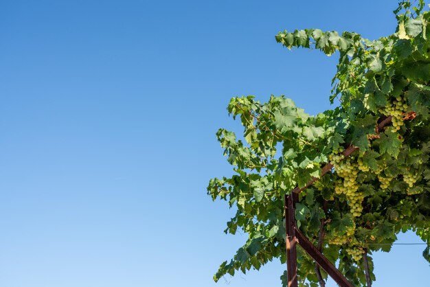 Grappes de raisins verts pour la ligne de production de vin les coteaux de la vallée du Douro au Portugal