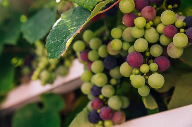Photo des grappes de raisins de vin suspendues à une vigne mûrissent doucement du vert au rose au bleu dans ce premier plan dans un vignoble de l'oregon