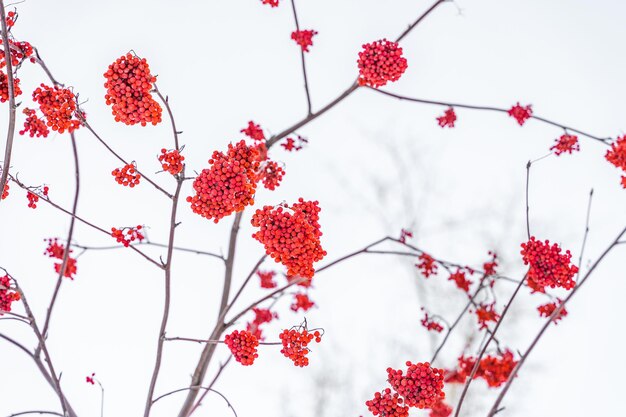 Grappes rouges de sorbier en hiver