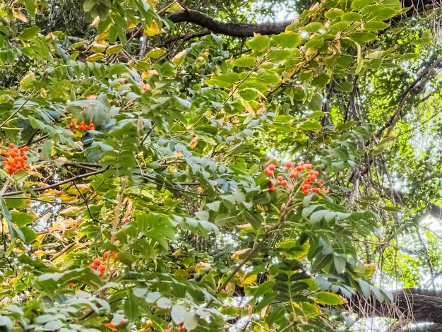 Photo des grappes de rowan se balancent dans le vent plante médicinale cendre de montagne européenne sorbus aucuparia